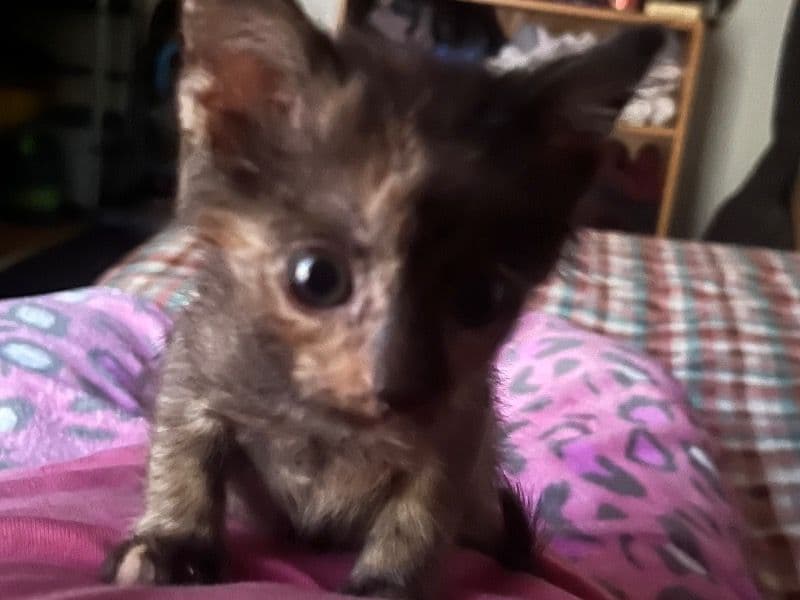 Tortoiseshell cat 1 year old female named Pumpkin for sale in Lexington County, South Carolina | Petmeetly