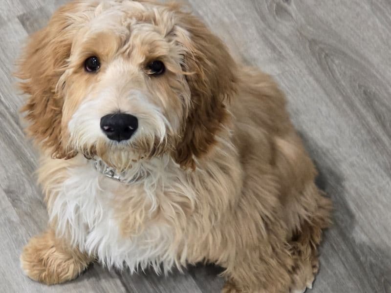 Phoenix primary photo