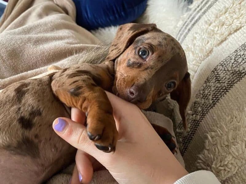 Dachshund 4 months old female small named Molly for adoption in Queens County, New York | Petmeetly