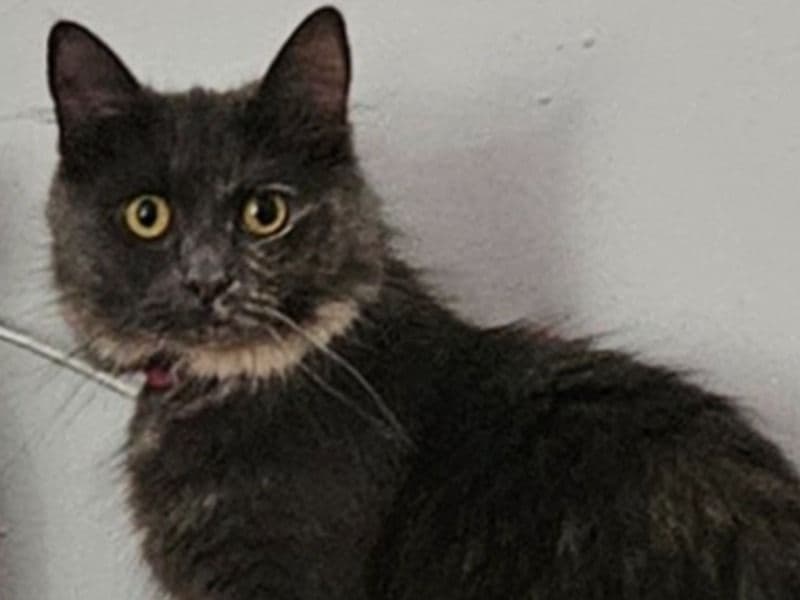 Nebelung 3 years old female named Misty for breeding in West Yorkshire, England | Petmeetly