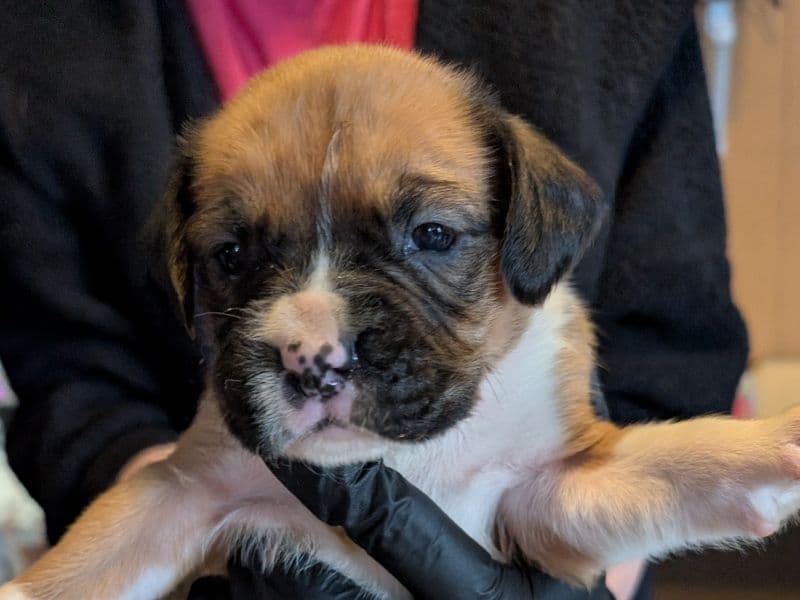 Boxer 1 month old male small named Boy 4 for sale in McLean County, Illinois | Petmeetly