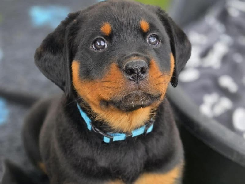Billy - Rottweiler | Petmeetly