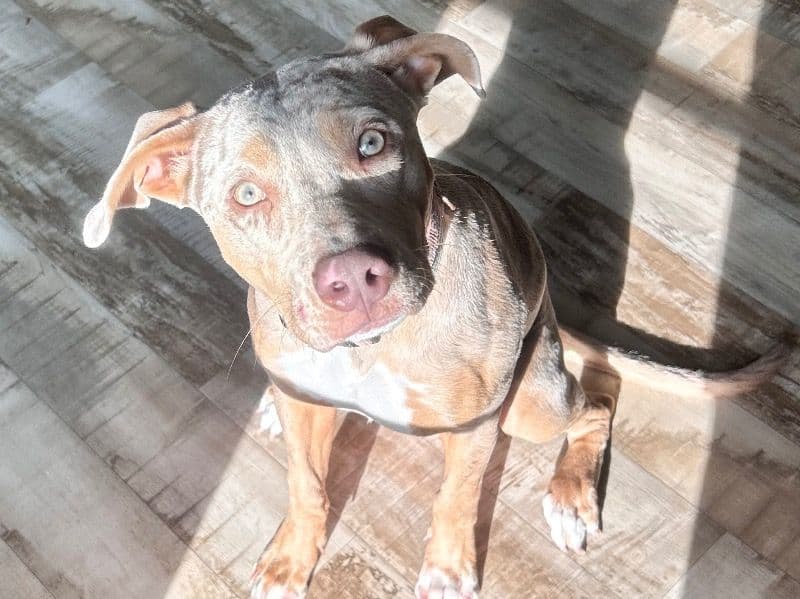 Catahoula Leopard Dog 8 months old female medium named Daisy for breeding in Madison County, Nebraska | Petmeetly
