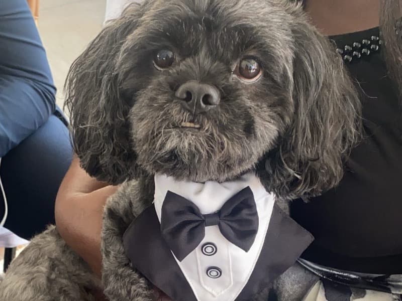 Maltese Shih Tzu 10 years 7 months old male small named Sonic for breeding in Kings County, New York | Petmeetly