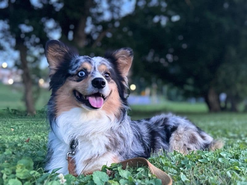 Corgi 2 years 10 months old male medium named Sully for breeding in Davidson County, Tennessee | Petmeetly