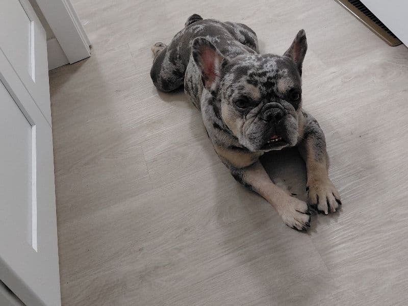 French Bulldog 3 years 1 month old male medium named Tank for breeding in Spokane County, Washington | Petmeetly