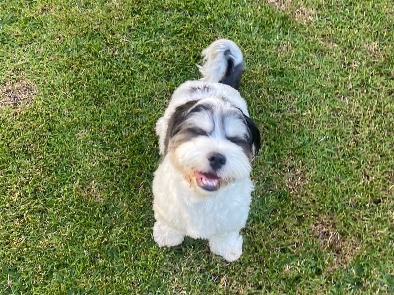 Cavapoo (Cavadoodle) 1 year 3 months old female medium named Pippi for breeding in Sunshine Coast Regional, Queensland | Petmeetly
