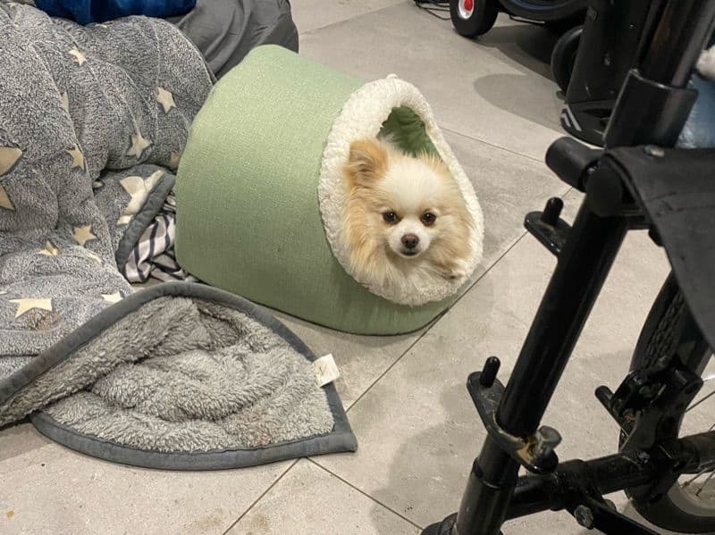 Pomeranian 2 years 3 months old female small named Storm for breeding in Essex, England | Petmeetly