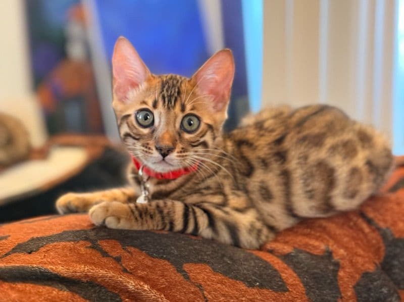 Max primary photo