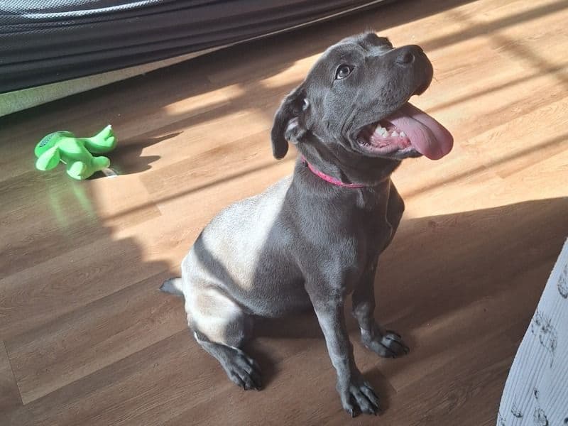Cane Corso 7 months old female medium named Skai for sale in Hernando County, Florida | Petmeetly