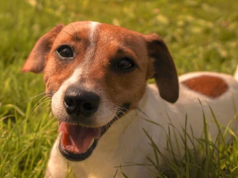 Jack Russell Terrier 3 years 2 months old female medium named Tilly for breeding in Wiltshire, England | Petmeetly