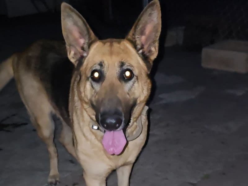 German Shepherd 4 years 3 months old female large named Bella for adoption in Orange County, California | Petmeetly