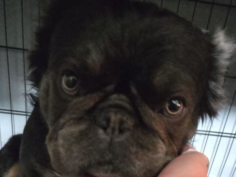 French Bulldog 2 years 7 months old male large named Reggie for breeding in South Yorkshire, England | Petmeetly