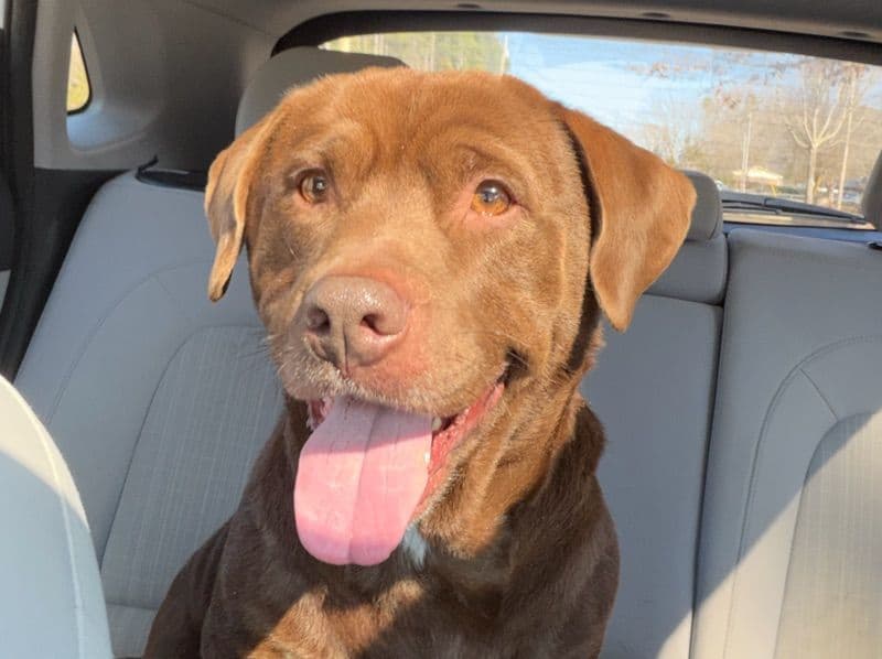 Labrador Retriever 3 years old male medium named Teddy for adoption in York County, South Carolina | Petmeetly