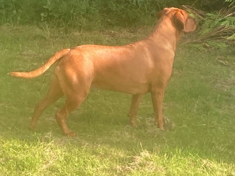 Fox Red Labrador 2 years 1 month old female medium named Ginner for breeding in West Yorkshire, England | Petmeetly