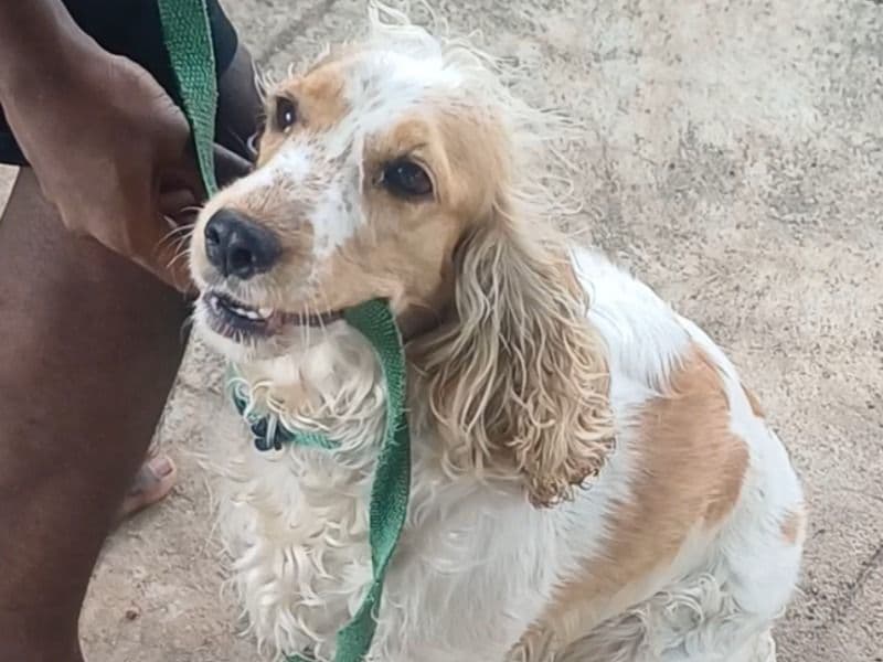 American Cocker Spaniel 2 years 6 months old female medium named Kutty for breeding in Bangalore Division, Karnataka | Petmeetly
