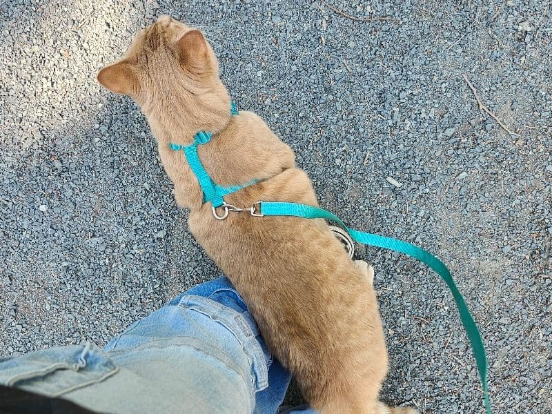 Domestic Shorthair 1 year 3 months old male named Theo for breeding in Nanaimo, British Columbia | Petmeetly