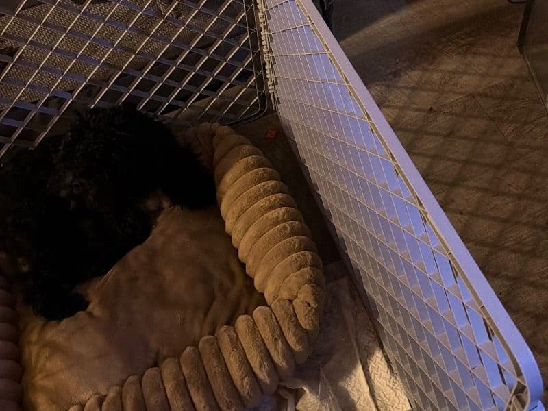 Toy Poodle 11 months old male small named Prince for sale in Harrison County, Mississippi | Petmeetly