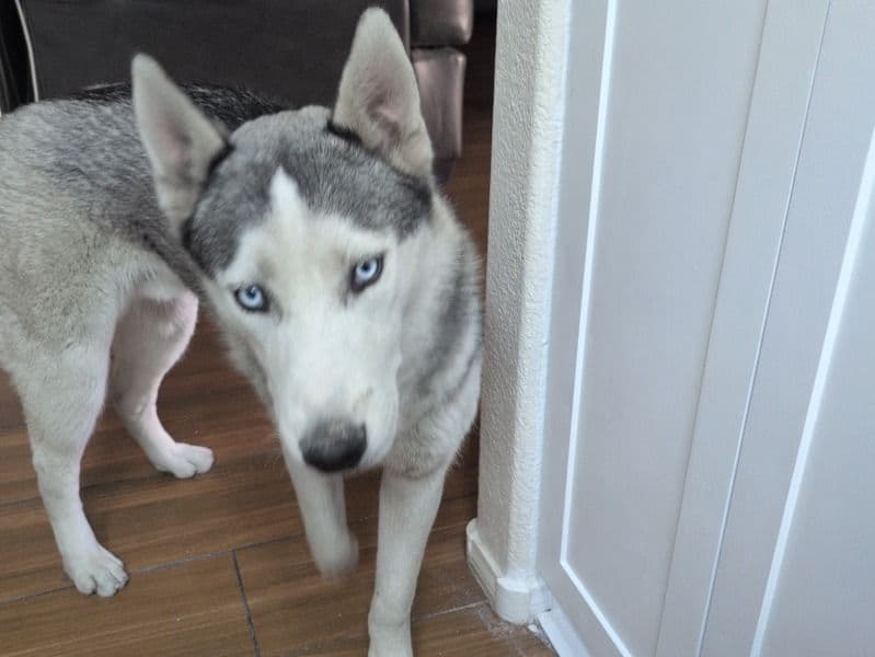 Siberian Husky 1 year 2 months old male medium named Ranga for sale in Clark County, Nevada | Petmeetly