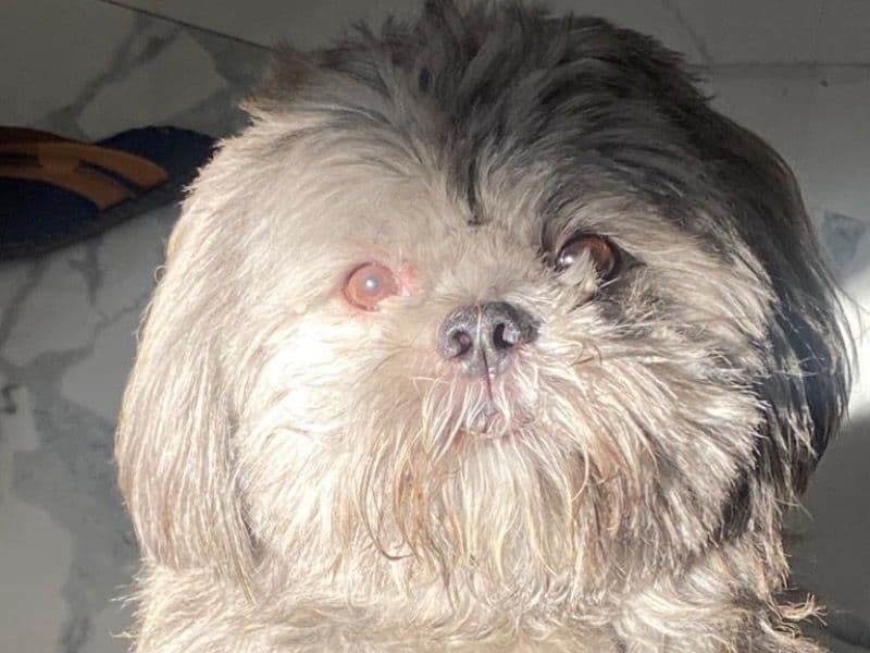 Lhasa Apso 7 years 4 months old male small named Brownie for breeding in Konkan Division, Maharashtra | Petmeetly