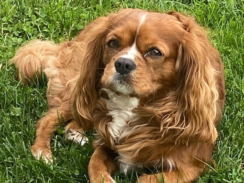 Cavalier King Charles Spaniel 5 years 4 months old male small named Rory for breeding in Chester County, Pennsylvania | Petmeetly
