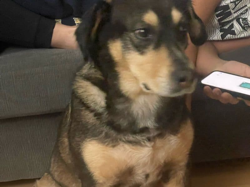 Alaskan Husky 7 years 8 months old male large named Wesley for breeding in Toronto, Ontario | Petmeetly