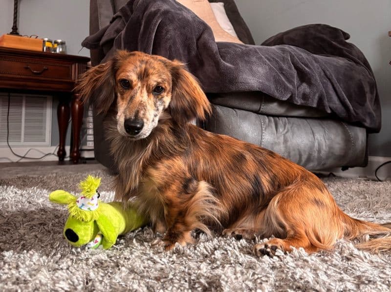 Theodore primary photo