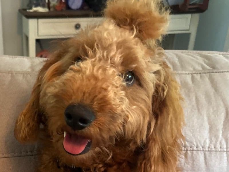 Mini Golden Doodle 2 years 4 months old male medium named Ryder for breeding in Iredell County, North Carolina | Petmeetly