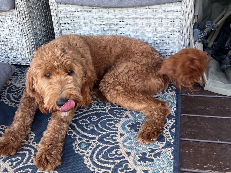 Goldendoodle 4 years 7 months old male medium named Isiah for breeding in Harrison County, Indiana | Petmeetly