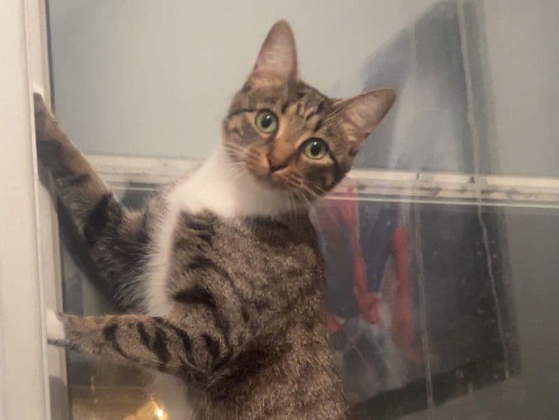 Tabby 3 years old female named Pumpkin for adoption in Cook County, Illinois | Petmeetly