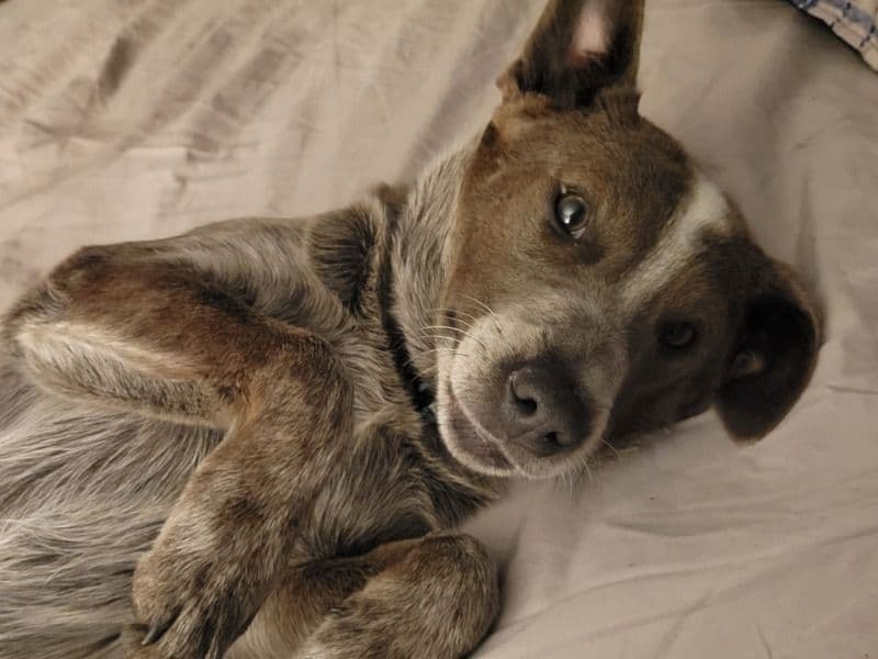 Australian Cattle Dog 2 years 1 month old female medium named Foxy for breeding in Trigg County, Kentucky | Petmeetly