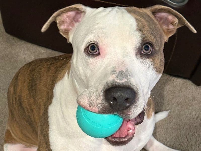 American PitBull Terrier 1 year 6 months old male large named Nunya for breeding in St. Lucie County, Florida | Petmeetly