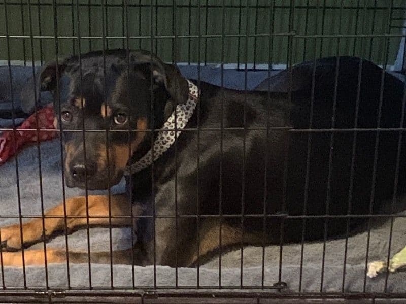 Nebula - Rottweiler | Petmeetly