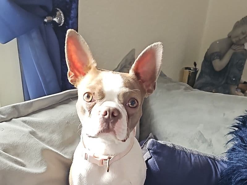 Boston Terrier 3 years 5 months old female small named Isa for breeding in West Dunbartonshire Council, Scotland | Petmeetly