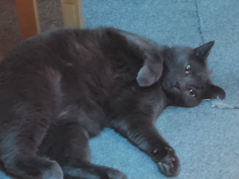 Russian Blue 5 years 8 months old female named Sammy for breeding in East Sussex, England | Petmeetly