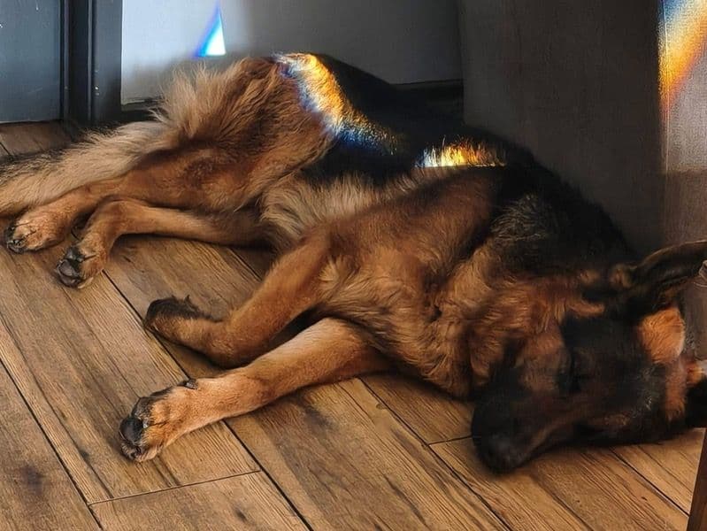 German Shepherd 2 years 4 months old female medium named Lucy for sale in Oregon | Petmeetly