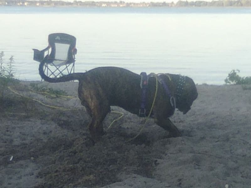 Bullmastiff 4 years old male extra large named Odin for breeding in Prince Edward County, Ontario | Petmeetly