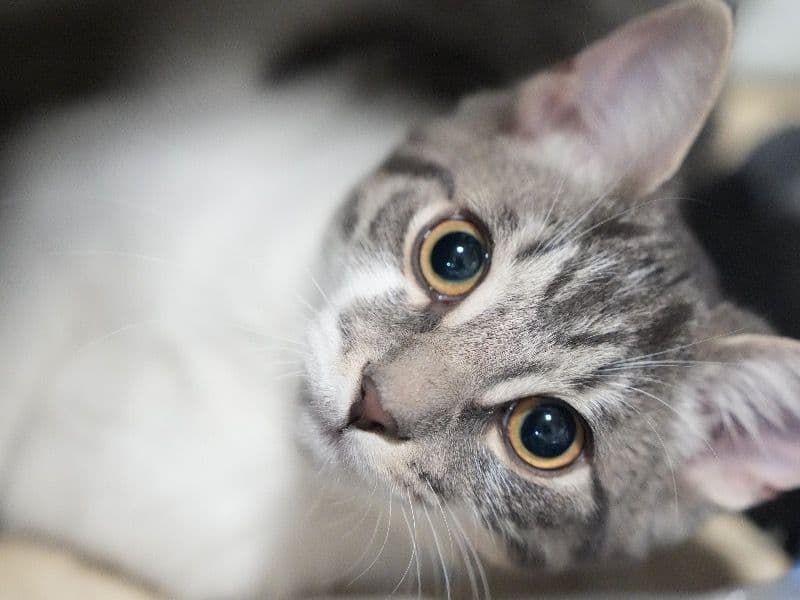 Domestic Shorthair 1 year 9 months old female named Dream for breeding in Toronto, Ontario | Petmeetly