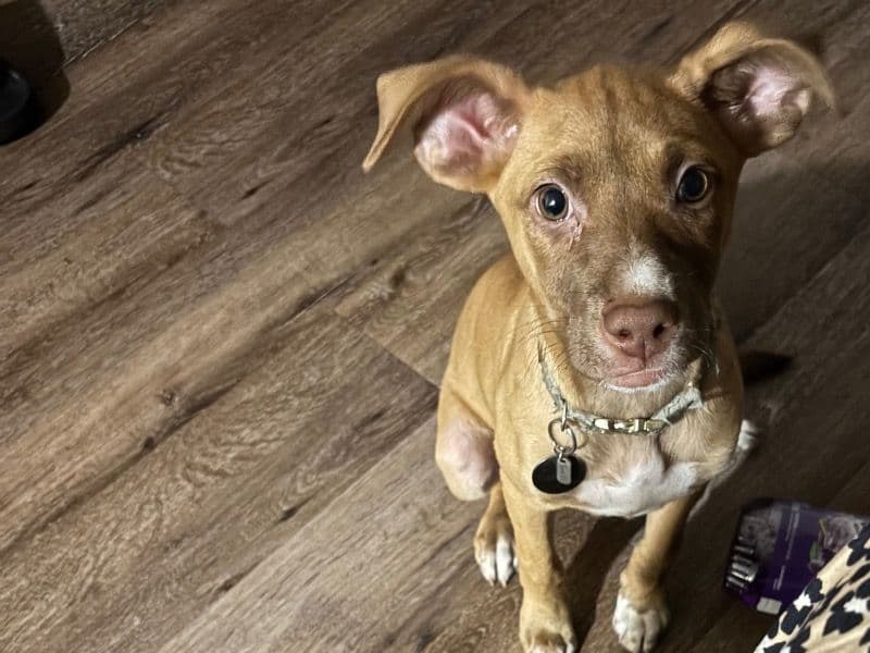 Pit Bull Terrier 7 months old female small named Holly for breeding in Bronx County, New York | Petmeetly