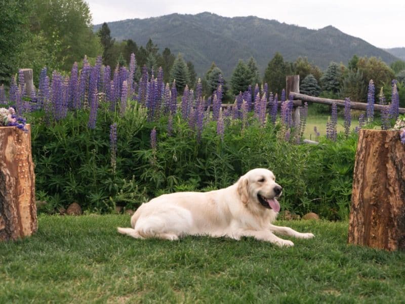 English Cream Retriever 2 years 10 months old male medium named Maverick for breeding in Ada County, Idaho | Petmeetly