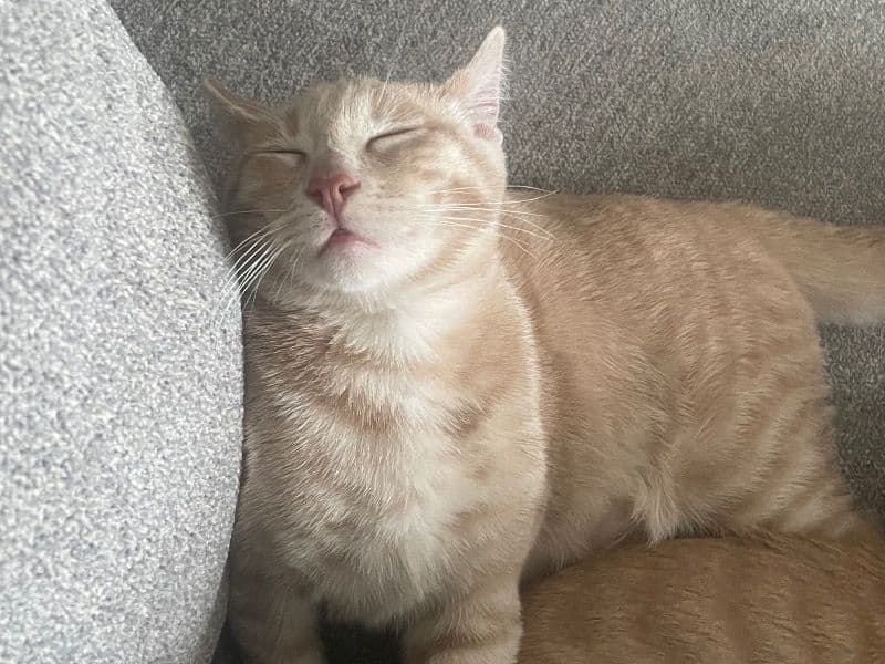 Domestic Shorthair 1 year 7 months old male named Ferb for adoption in Los Angeles County, California | Petmeetly