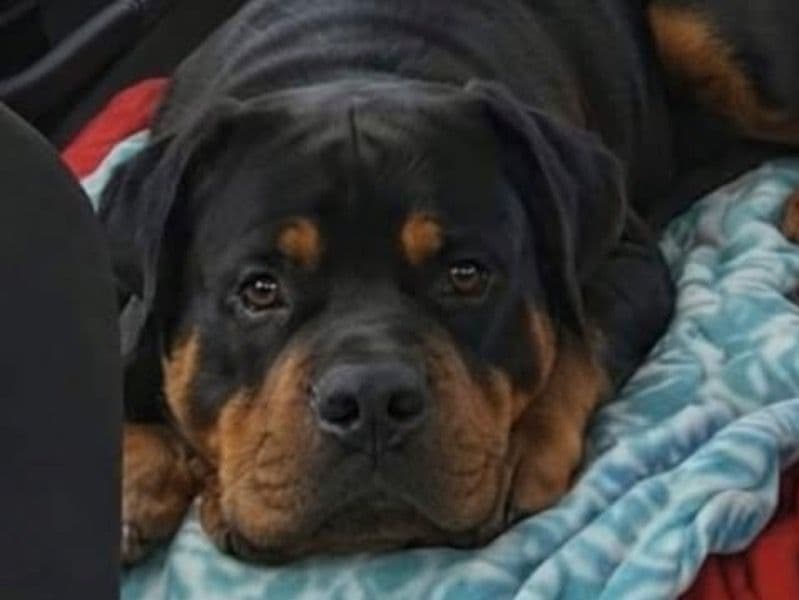 Chop - Rottweiler | Petmeetly