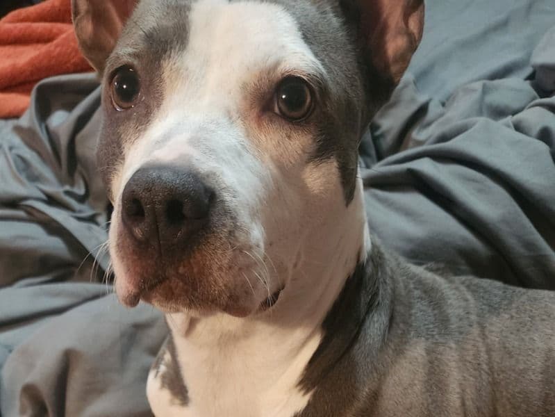 Staffordshire Bull Terrier 5 years 6 months old female medium named Baby for breeding in Jackson County, Missouri | Petmeetly