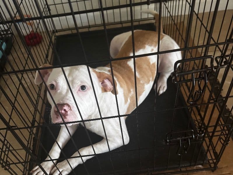 American Bully 8 months old female medium named Rose for adoption in Duval County, Florida | Petmeetly