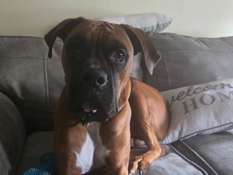 Boxer 2 years 6 months old male large named Jax for breeding in Brooklawn, New Jersey | Petmeetly