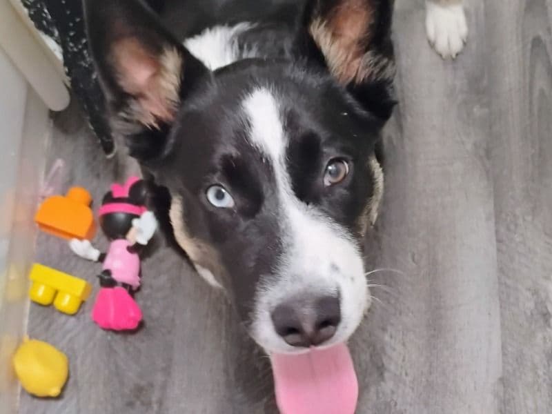 Husky 1 year old male medium named Bear for adoption in Tarrant County, Texas | Petmeetly