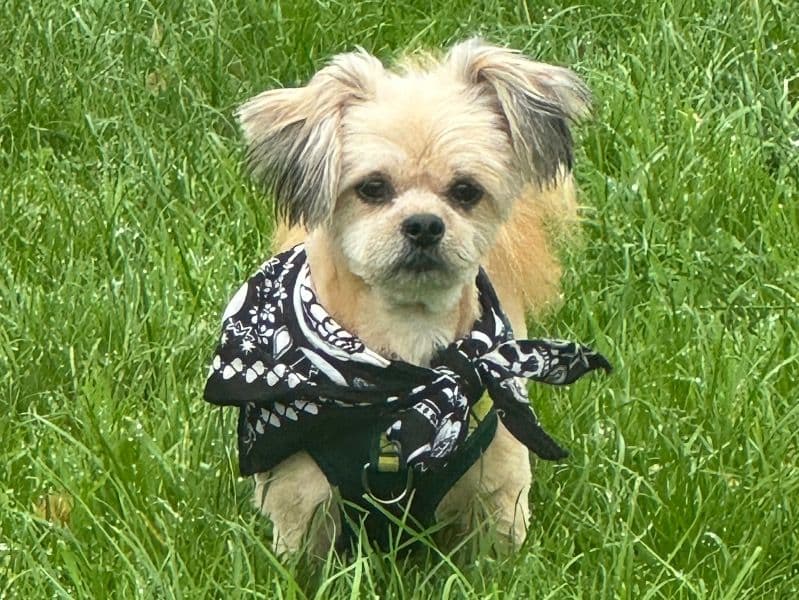 Pomeranian 5 years 1 month old female small named Cookie for breeding in Merseyside, England | Petmeetly