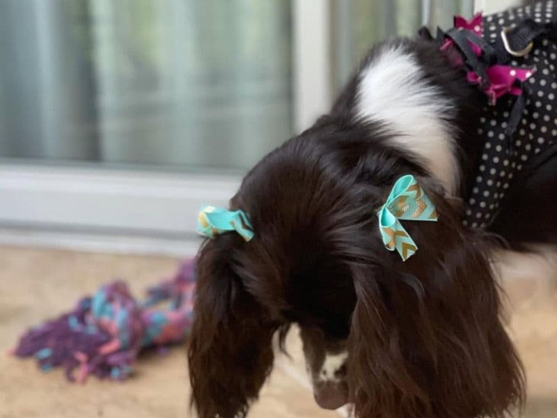 American Cocker Spaniel 4 years 5 months old female medium named Faith for breeding in Cumberland County, North Carolina | Petmeetly