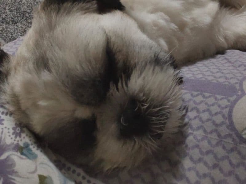 Shih Tzu 1 year old male large named Hero for breeding in Delhi Division, Delhi | Petmeetly