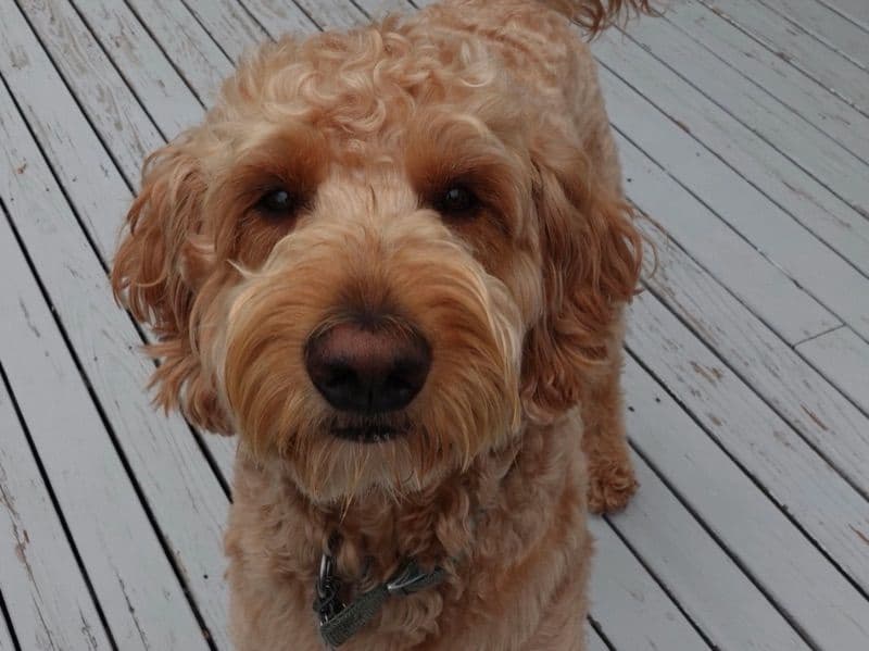 Milou - Goldendoodle | Petmeetly